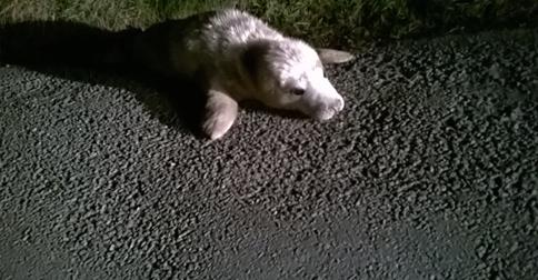Jelly the Seal pup exploring Pembrokeshire. CREDIT: RSPCA